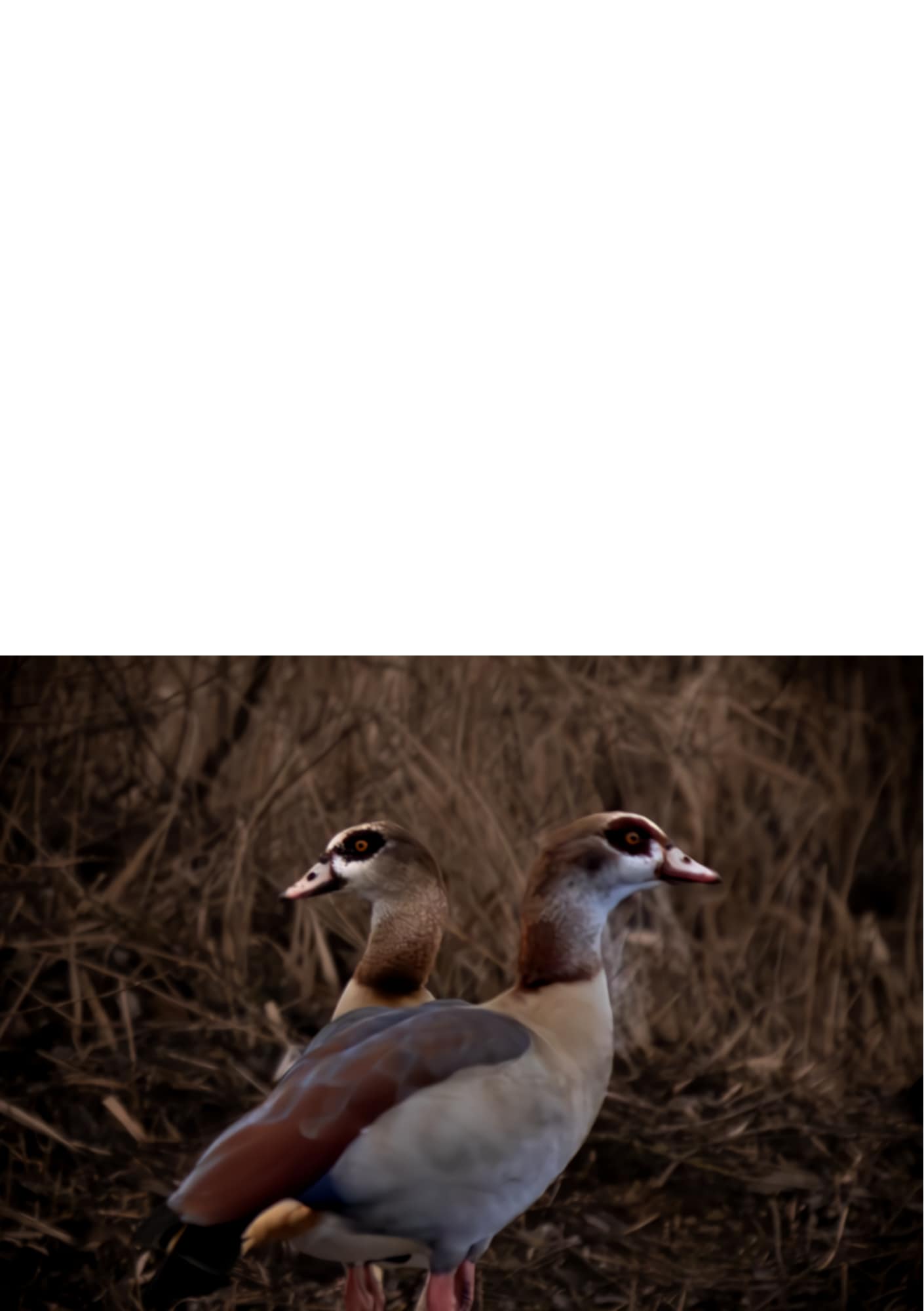 Gevouwen kaart: Nijlganzen - Afbeelding 2