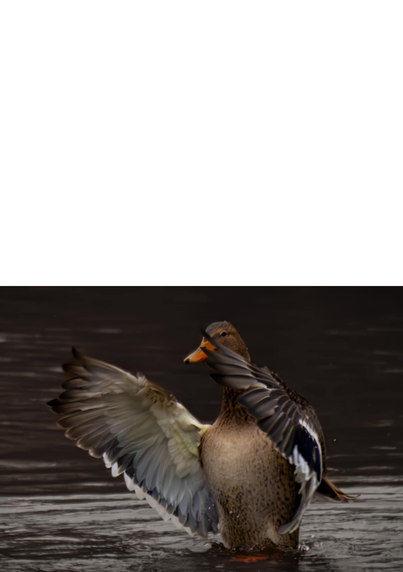 Gevouwen kaart: Wassende Vrouwtjeseend - Afbeelding 2