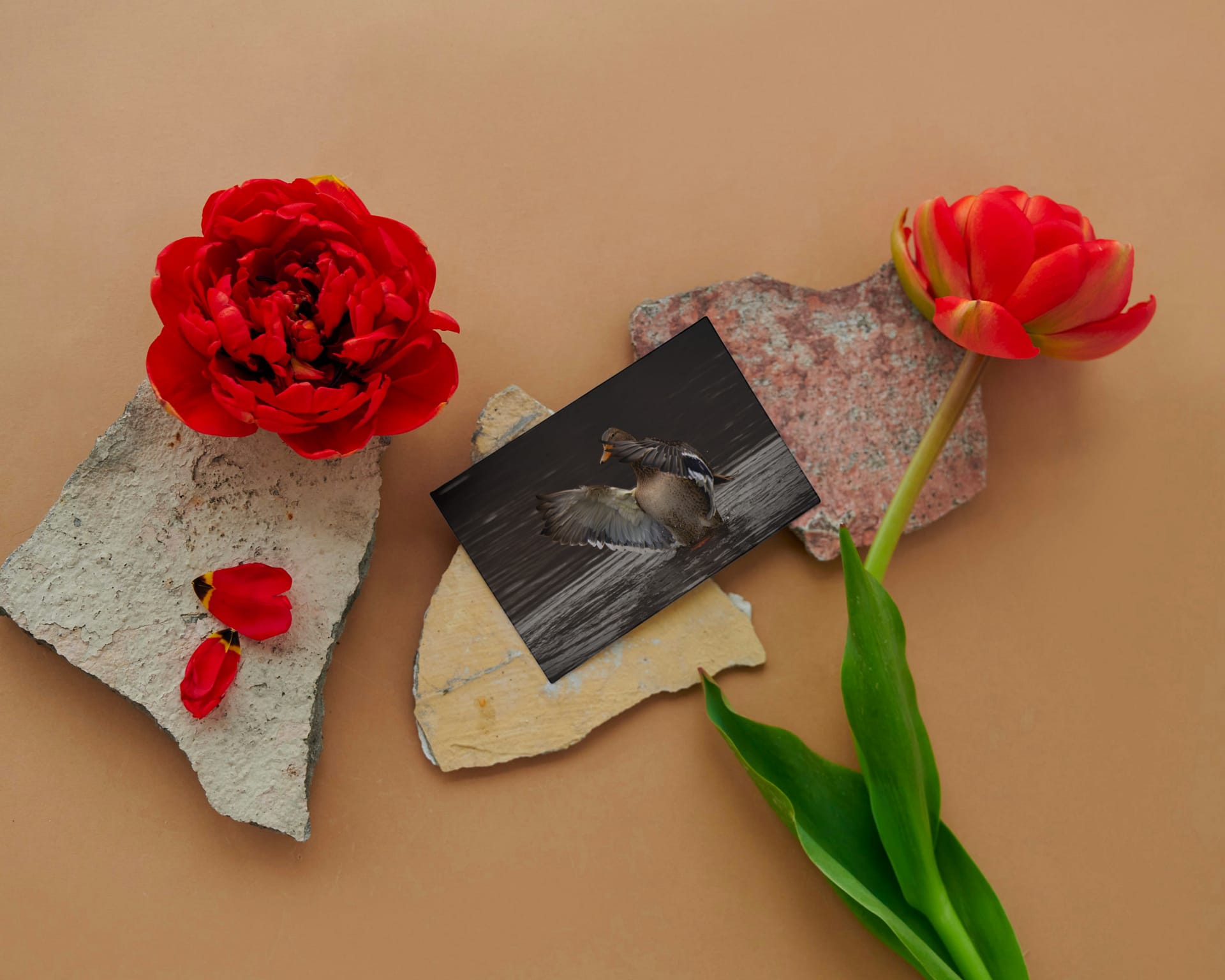 Gevouwen kaart: Wassende Vrouwtjeseend