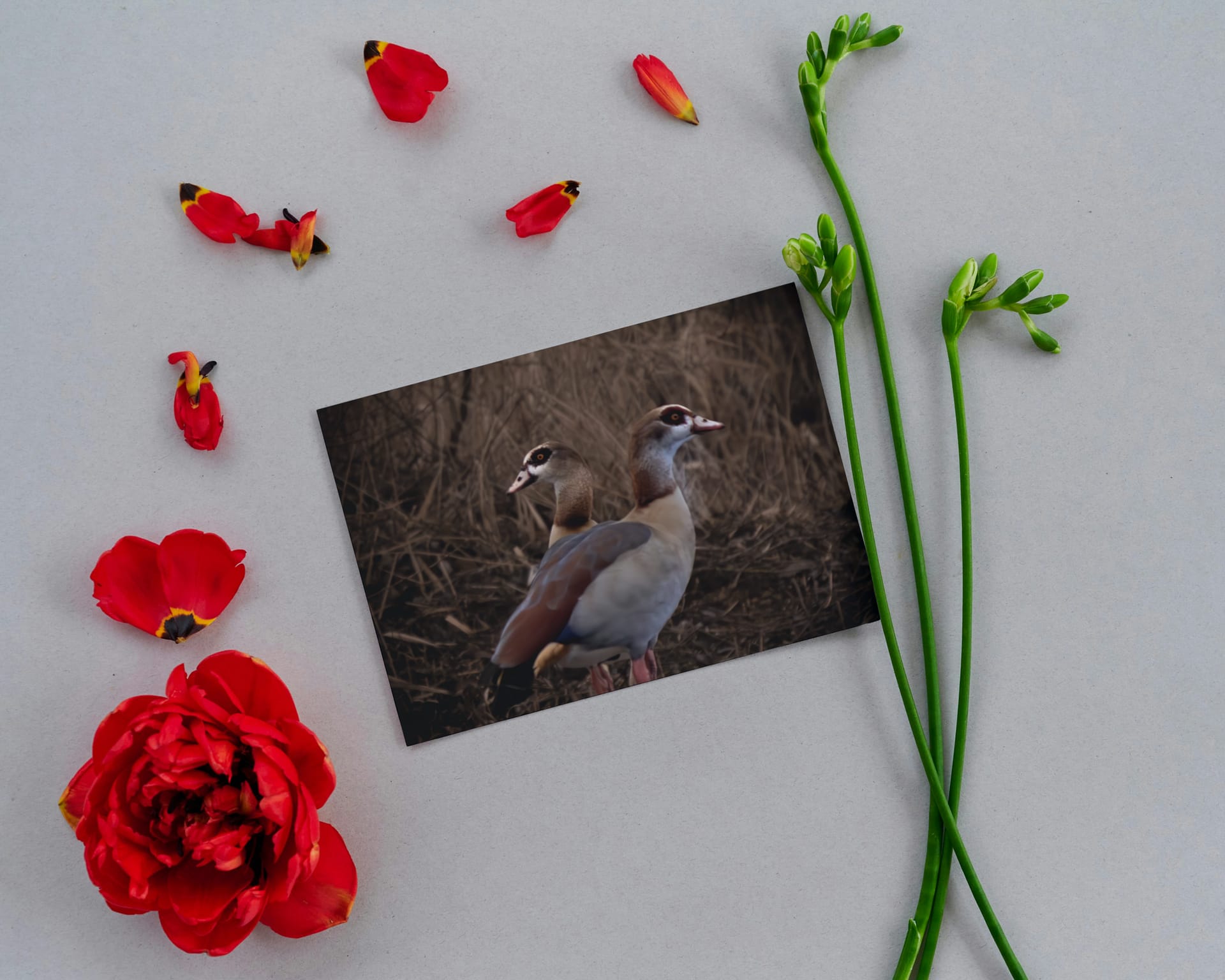 Gevouwen kaart: Nijlganzen