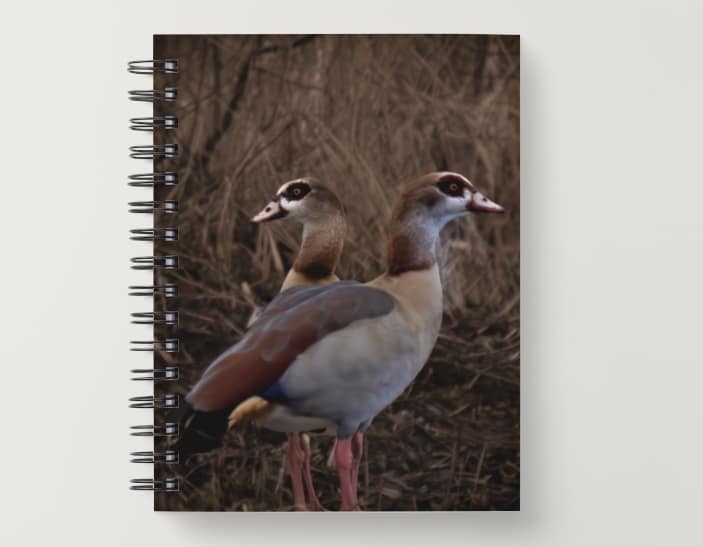 Notitieboek: Nijlganzen