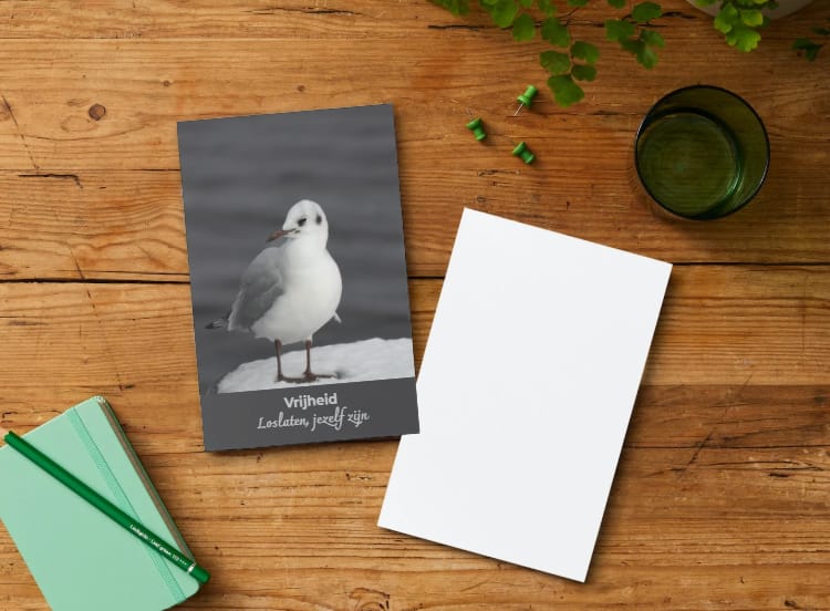 Wenskaart: Meeuw