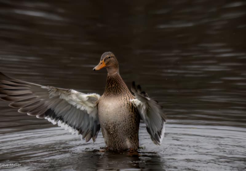 Vrouwtjeseend met gespreide vleugels