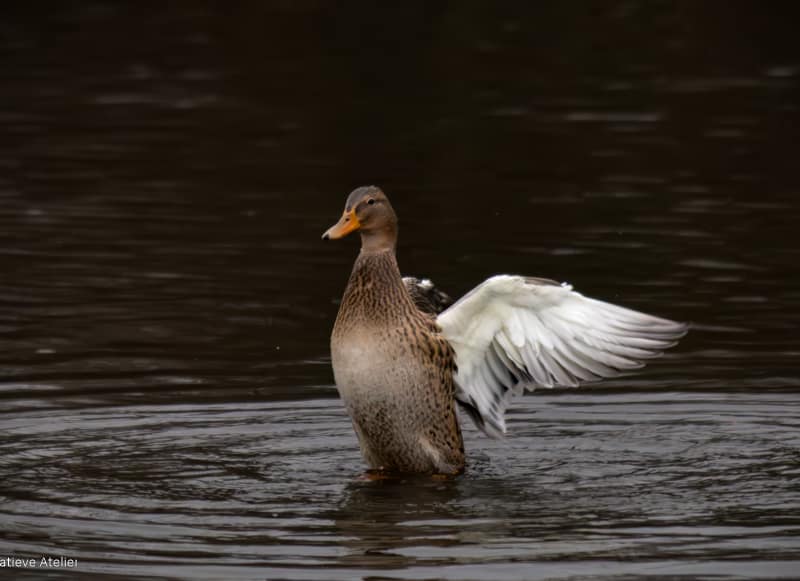 Vrouwtjeseend in beweging