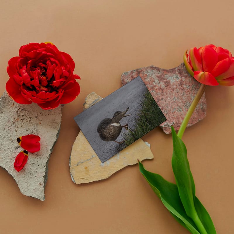 Gevouwen kaart: Dansende eend