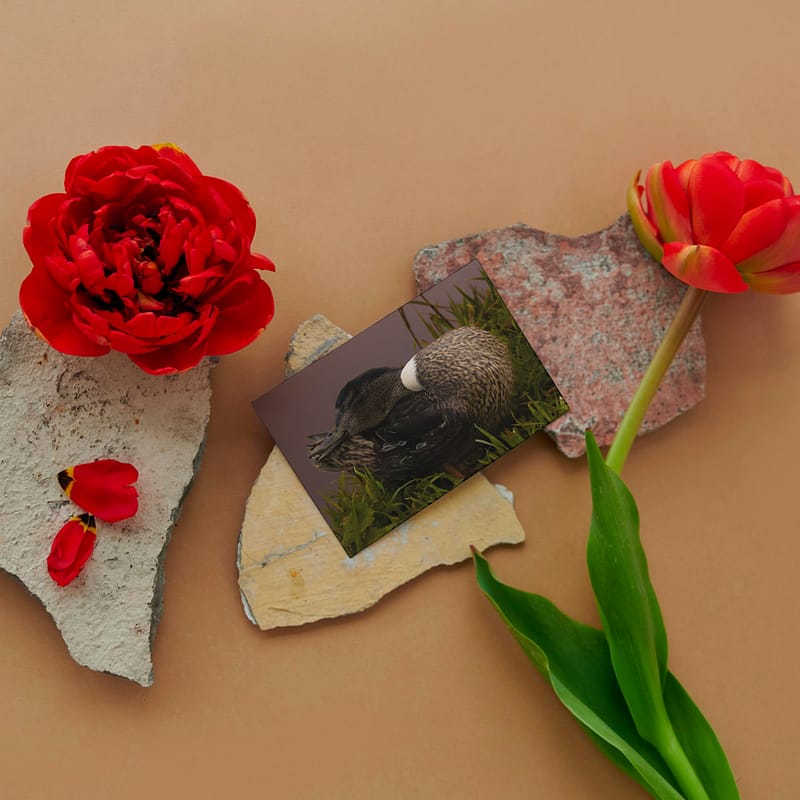 Gevouwen kaart: Lieve vrouwtjes eend