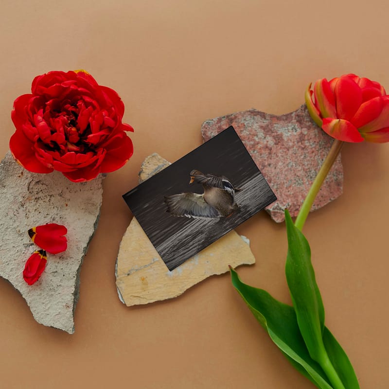 Gevouwen kaart: Wassende Vrouwtjeseend